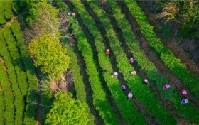 酝酿“重出江湖” 梅州蕉特茶从“芯”出发