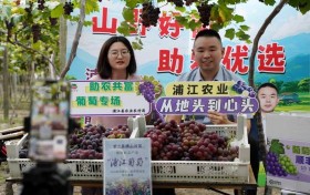 山野好葡通销路 云端助农促共富