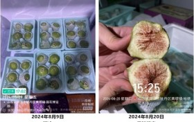 低温保鲜技术革命：SWK-2.0静电场低温存储保鲜技术闪耀行业盛会