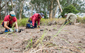 麦考瑞大学财务团队“下地”造林，校园再添绿色希望